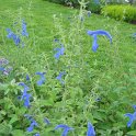 Salvia patens 'Blue Angel' (3)